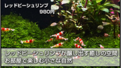 ローキーズ久留米 ハトヤペットプラス 福岡県久留米市東町 専門ショップ Yahoo ロコ
