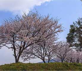 太宰府市民の森 福岡県太宰府市観世音寺 Yahoo ロコ