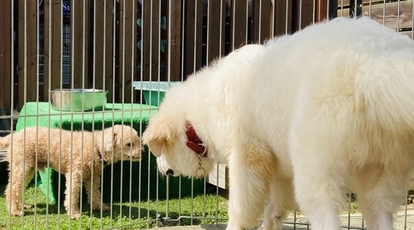 愛玩動物飼養サービスsupport 茨城県水戸市鯉淵町 ペットホテル Yahoo ロコ