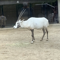 福岡市動物園の写真