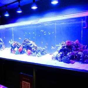 Aquarium Bar Ocean S 兵庫県姫路市南町 バー Yahoo ロコ