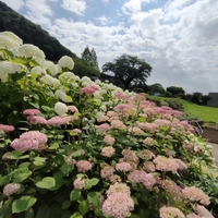 津久井湖城山公園(花の苑地第1・第2駐車場)の写真