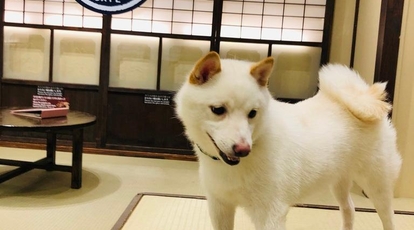 豆柴カフェ 福岡県福岡市中央区天神 喫茶 甘味 Yahoo ロコ