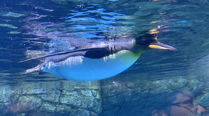 蒲郡市竹島水族館 愛知県蒲郡市竹島町 水族館 Yahoo ロコ