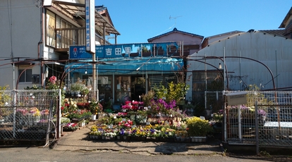 吉田園芸 千葉県松戸市栄町 その他 Yahoo ロコ