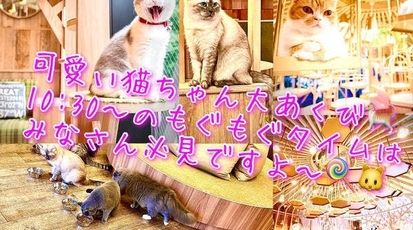 猫カフェ モカ 秋葉原店 東京都千代田区外神田 テーマカフェ Yahoo ロコ