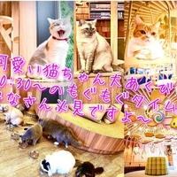 猫カフェ モカ 秋葉原店の写真