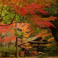 賀茂別雷神社(上賀茂神社)の写真