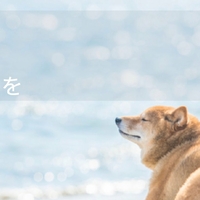 老犬ホーム オレンジライフ湘南の写真