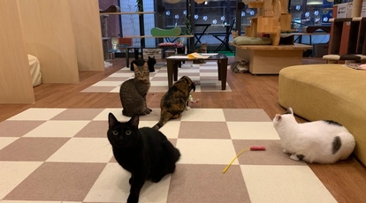 猫カフェ 日なたの窓 愛媛県松山市道後湯之町 カフェ Yahoo ロコ