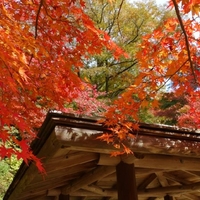 神戸市立森林植物園の写真