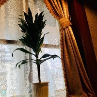 パーラー高原の写真