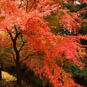 宮妻峡 水沢もみじ谷 三重県四日市市水沢町 紅葉 Yahoo ロコ