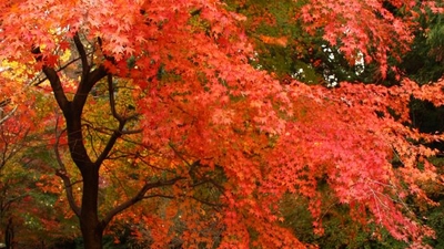 宮妻峡 水沢もみじ谷 三重県四日市市水沢町 紅葉 Yahoo ロコ