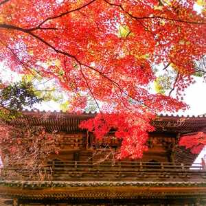 功山寺 山口県下関市長府川端 紅葉 Yahoo ロコ