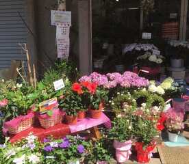 フラワーガーデンplumeria 東京都北区田端新町 生花店 Yahoo ロコ