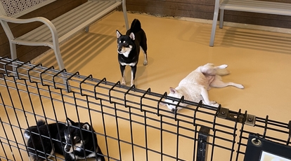 世界の名犬牧場 群馬県前橋市富士見町石井 公園 Yahoo ロコ