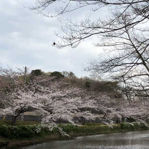 花島公園 千葉県千葉市花見川区花島町 見る Yahoo ロコ