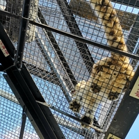 旭山動物園の写真