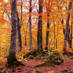 白神山地 岳岱自然観察教育林(秋田県山本郡藤里町太良/紅葉) - Yahoo!ロコ