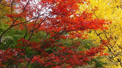 宮妻峡 水沢もみじ谷 三重県四日市市水沢町 紅葉 Yahoo ロコ