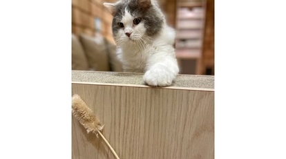 猫カフェ Mocha 宮崎橘通店 宮崎県宮崎市橘通西 カフェ Yahoo ロコ