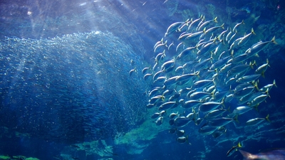 九十九島水族館海きらら 長崎県佐世保市鹿子前町 見る Yahoo ロコ