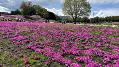 みさと芝桜公園(群馬県高崎市箕郷町松之沢/見る) - Yahoo!ロコ