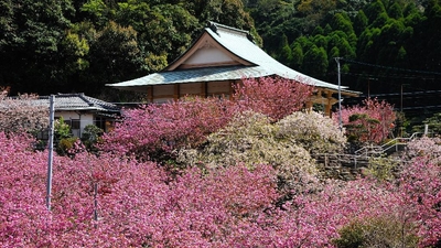 一心寺 大分県大分市大字廻栖野 花の名所 Yahoo ロコ