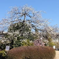 埼玉県花と緑の振興センターの写真