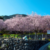桑田山雪割り桜の写真