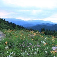 白山高山植物園の写真