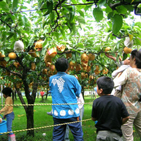 池田観光果樹園の写真
