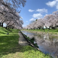 新境川堤 百十郎桜の写真