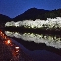 赤穂山八天桜の写真