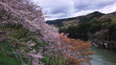 桜淵公園 愛知県新城市庭野 見る Yahoo ロコ