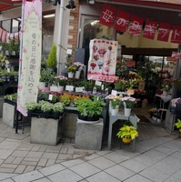花由の写真