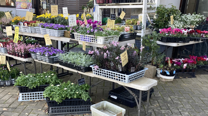 花の店よこやま東海店 茨城県那珂郡東海村舟石川駅東 観葉植物小売業 Yahoo ロコ