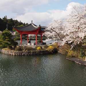 庄原上野公園 広島県庄原市東本町 花見 Yahoo ロコ