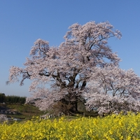 塩ノ崎の大桜の写真