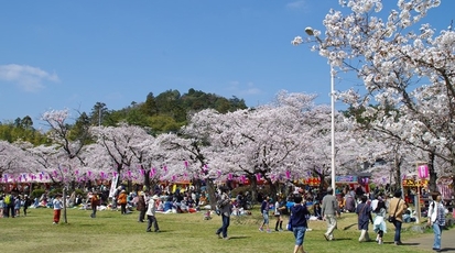 飯能中央公園 埼玉県飯能市大字飯能 Yahoo ロコ