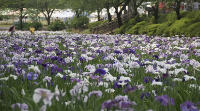 赤堀花しょうぶ園 群馬県伊勢崎市下触町 Yahoo ロコ