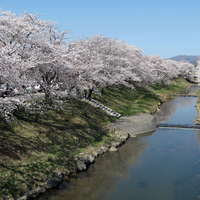 藤田川ふれあい桜の写真