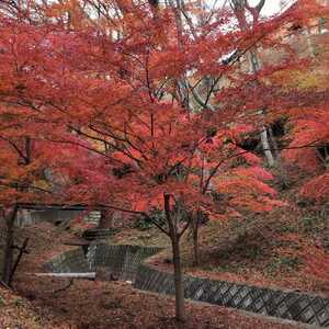 宮妻峡 水沢もみじ谷 三重県四日市市水沢町 紅葉 Yahoo ロコ