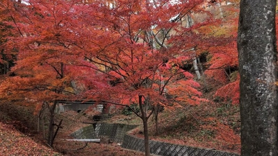 宮妻峡 水沢もみじ谷 三重県四日市市水沢町 紅葉 Yahoo ロコ