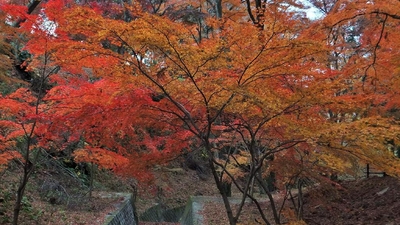 宮妻峡 水沢もみじ谷 三重県四日市市水沢町 紅葉 Yahoo ロコ