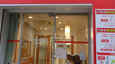 六本木動物病院 赤坂院 東京都港区赤坂 動物病院 獣医師 Yahoo ロコ