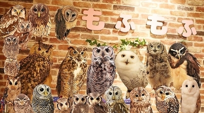 フクロウカフェ もふもふ 銀座店 東京都中央区銀座 カフェ スイーツ Yahoo ロコ