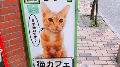 Cat Cafe Nyanny 兵庫県神戸市中央区元町通 喫茶 甘味 Yahoo ロコ