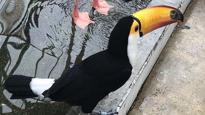 掛川花鳥園 静岡県掛川市南西郷 遊ぶ Yahoo ロコ